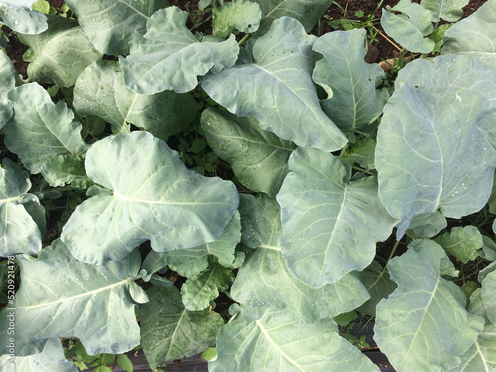 Broccoli growing in the garden Broccoli growing in the garden