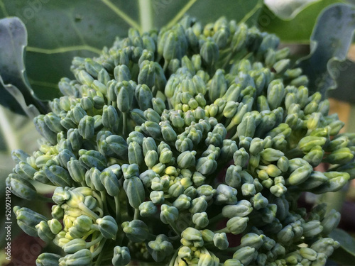 Close up of Broccoli 