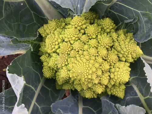 Romanesco Broccoli Plant