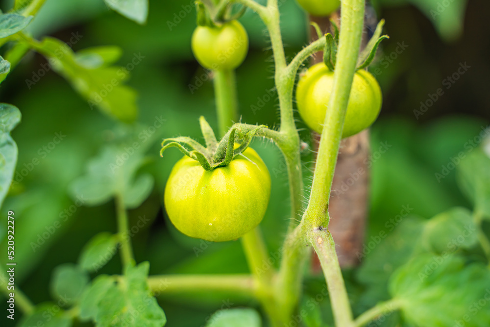 Beautiful unripe green tomatoes grow close up. Growing vegetables in the home garden
