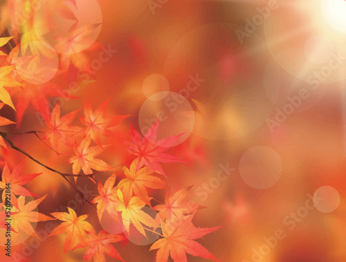 キラキラ輝く美しい紅葉の葉のオシャレなベクターの光の差し込むピンボケの背景素材フレーム