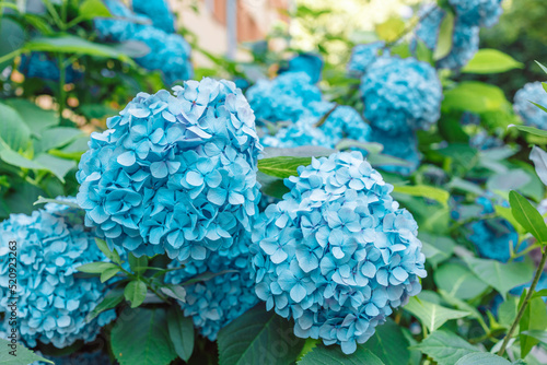 Spring or summer floral composition made of fresh blue hydrangea flowers on light pastel background. High quality photo
