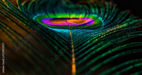 Feather background. Peacock feather. Peafowl feather. Bird feather. Abstract background. Krishna Janmashtami background. Colorful feather. Wallpaper. 