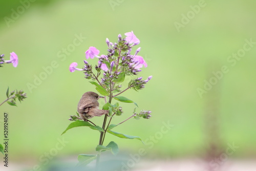 wren on a flower