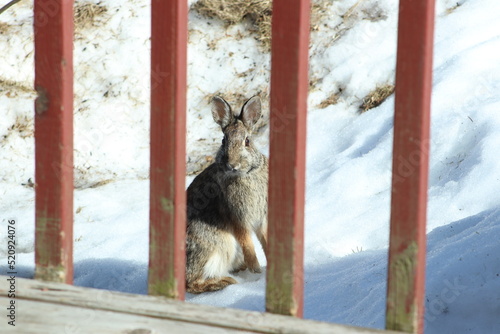 rabbit in the snow © Hannah