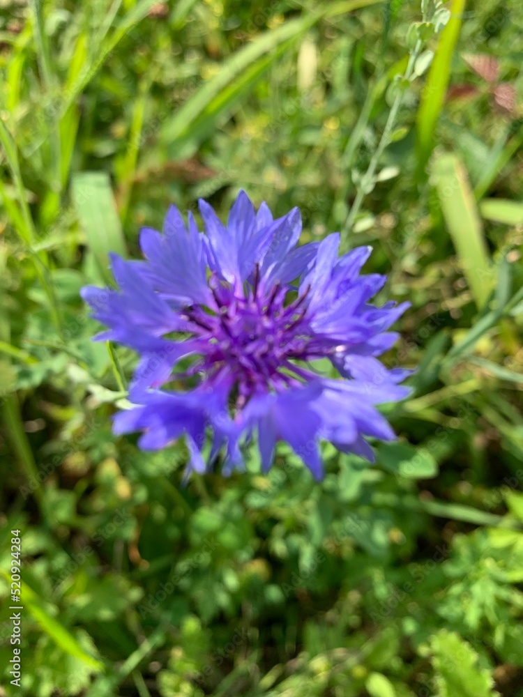 flower of a thistle