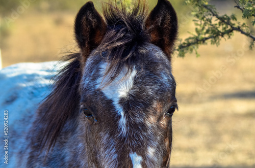 retrato de caballo photo