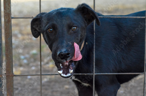 Wallpaper Mural Pets Torontodigital.ca