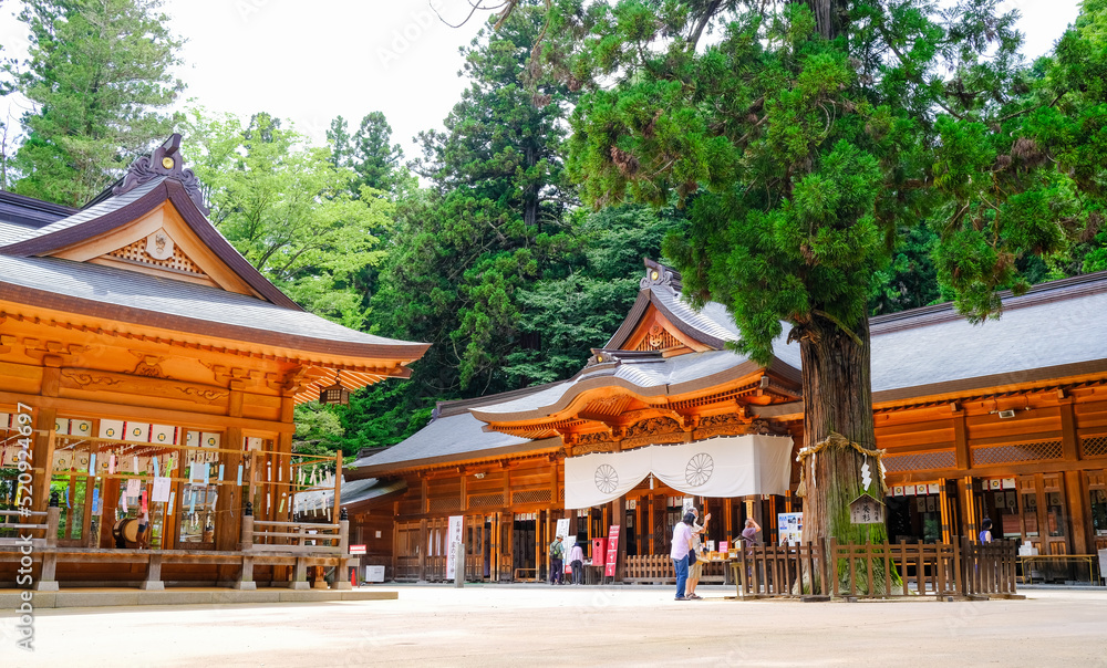 穂高神社 孝養杉