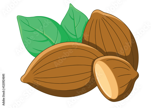 Nut in vector isolated on white