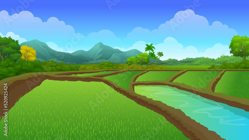 The vast expanse of Paddy rice fields with Beautiful nature rural landscape