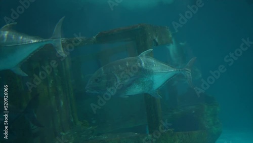 Footage Underwater video of tuna swimming in groups