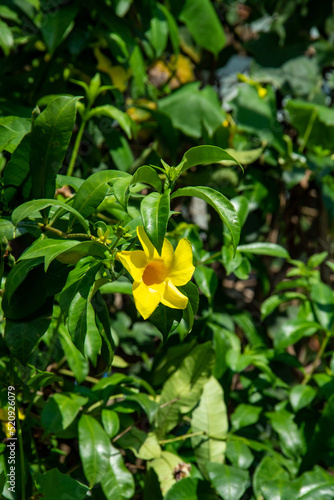 Yellow allamanda cathartica flower on green leaf background