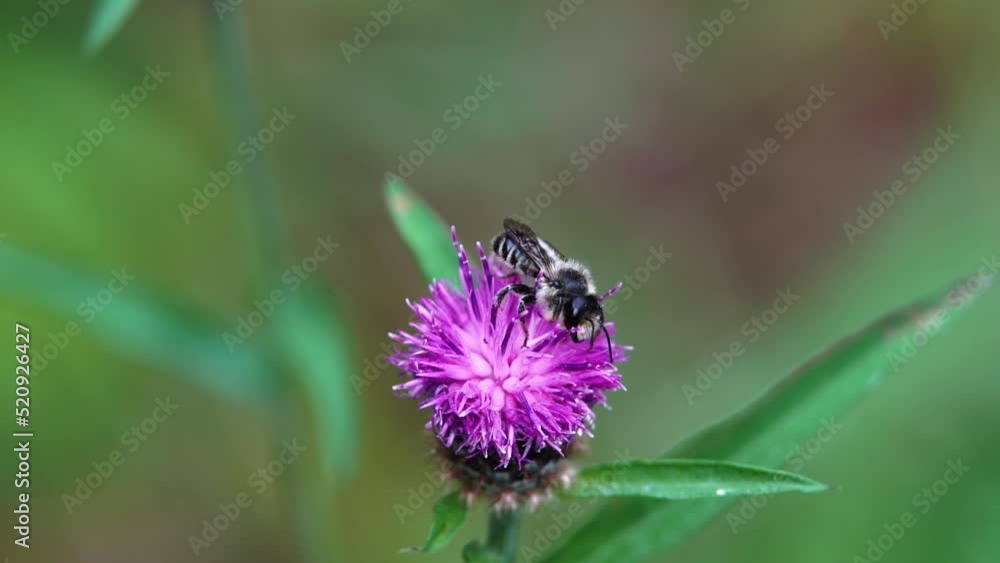 Slow motion clip of a Honey bee pollenating a flowering Knapweed. Slow motion clip of a Honey bee pollenating a flowering Knapweed.