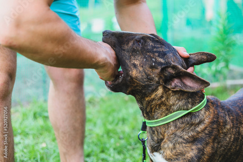 Bull Terrier bites a man's hand. Dog aggression. Selective focus