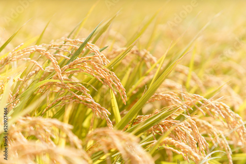 実りの秋、収穫間際の稲穂　Rice ears