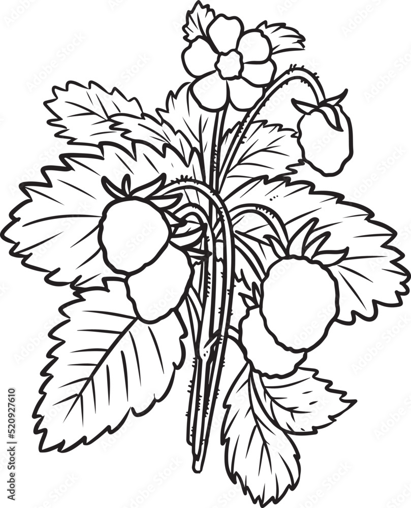 Obraz premium Strawberry botanical lineart vector icon. Berries comic style image. Hand drawn isolated lineart image for prints, designs, cards. For books, stickers, posters