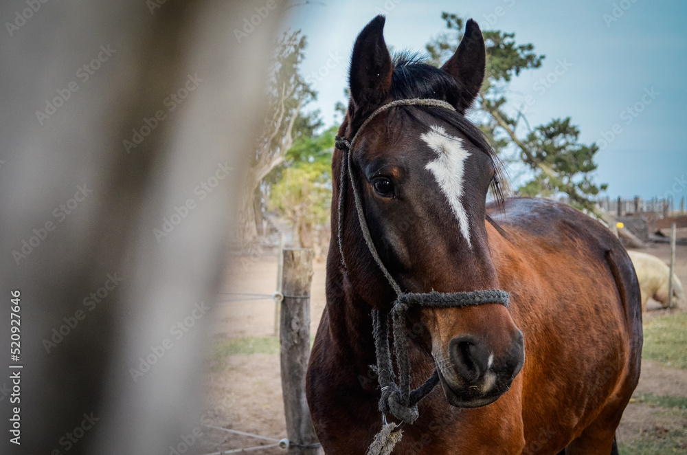 Obraz premium retrato de caballo
