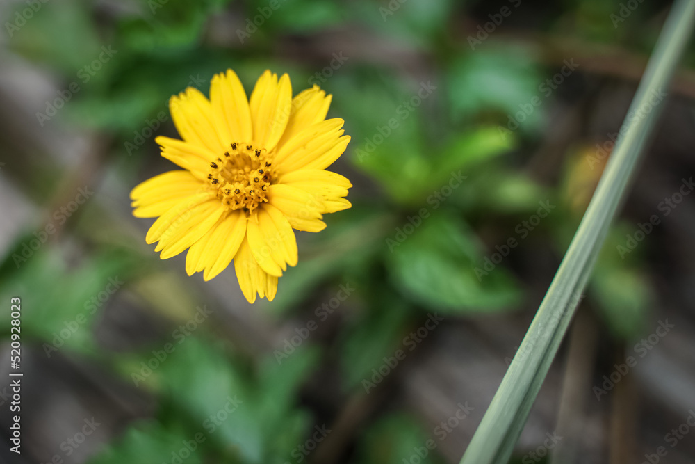 View yellow Cosmos flower on blurred green leaf background under sunlight with concept. View yellow Cosmos flower on blurred green leaf background under sunlight with concept.