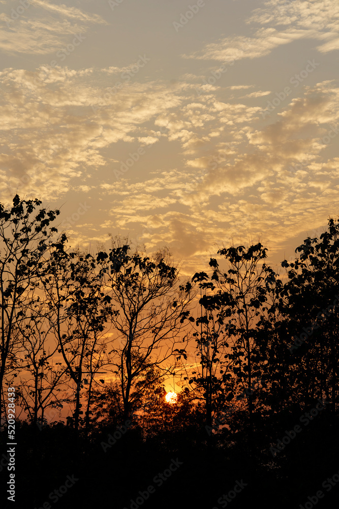Naklejka premium Silhouette of trees with sunset light.