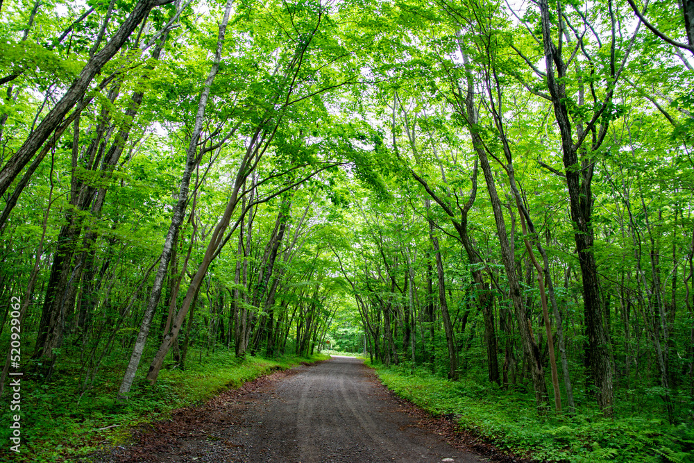 Obraz premium 緑が美しい林道