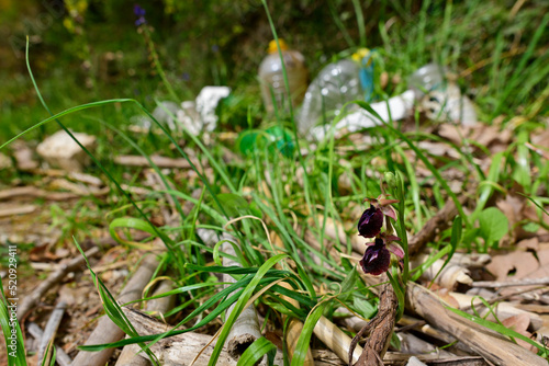 Early Spider Orchid // Frühblühende Busen-Ragwurz (Ophrys mammosa) - Peloponnese, Greece © bennytrapp