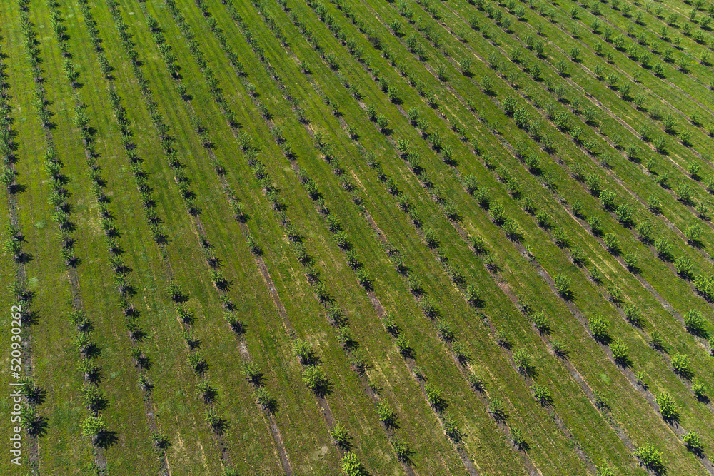 growing apples view from a quadcopter, orchard photo from height growing apples view from a quadcopter, orchard photo from height
