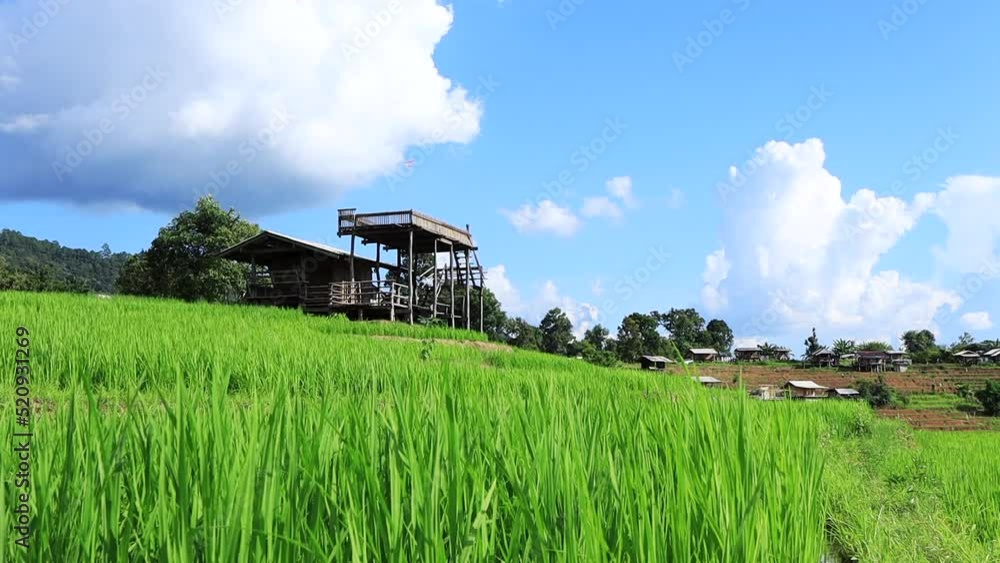 Beautiful scenery of Pa Bong Piang rice terraces. Rice fields on a hill with view of mount at Mae Chem of Chiang Mai in Thailand.Time lapse motion. Beautiful scenery of Pa Bong Piang rice terraces. Rice fields on a hill with view of mount at Mae Chem of Chiang Mai in Thailand.Time lapse motion.