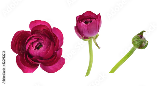 Set of pink ranunculus flow...