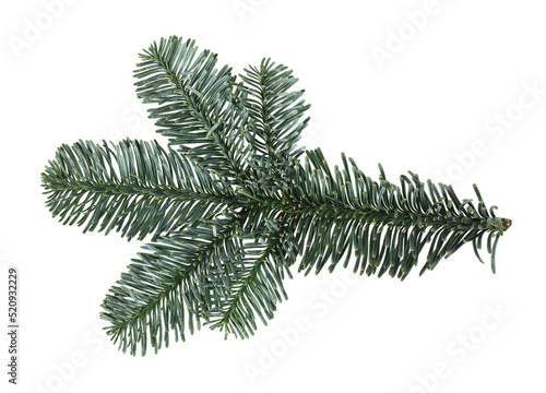 Green branch of nobilis fir isolated on white. photo