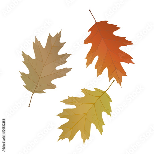 Vector illustration of autumn red oak leaves isolated on background.