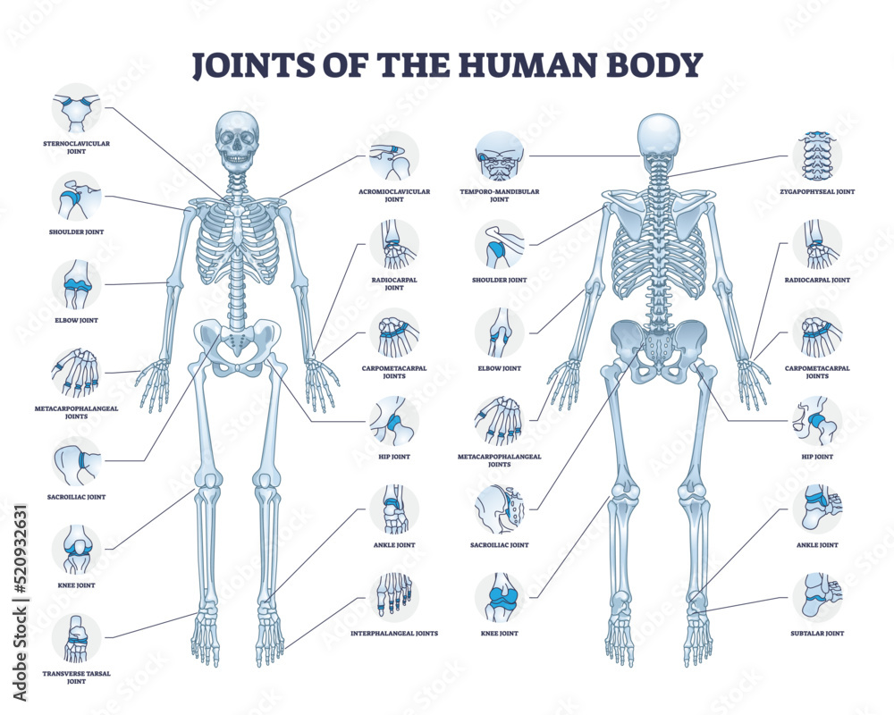 Joints of human body with all medical parts collection in outline diagram.  Labeled educational scheme with skeleton and bone connection points  location vector illustration. Anatomical explanation. Stock Vector | Adobe  Stock