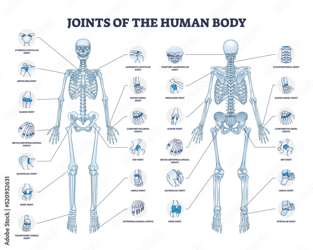 Skeleton Human Body Diagram Anterior Posterior Stock Vector 59 OFF