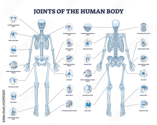 Joints of human body with all medical parts collection in outline diagram. Labeled educational scheme with skeleton and bone connection points location vector illustration. Anatomical explanation. photo