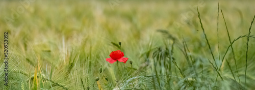 Two blossom poppies in a wheat field in spring, colorful background 