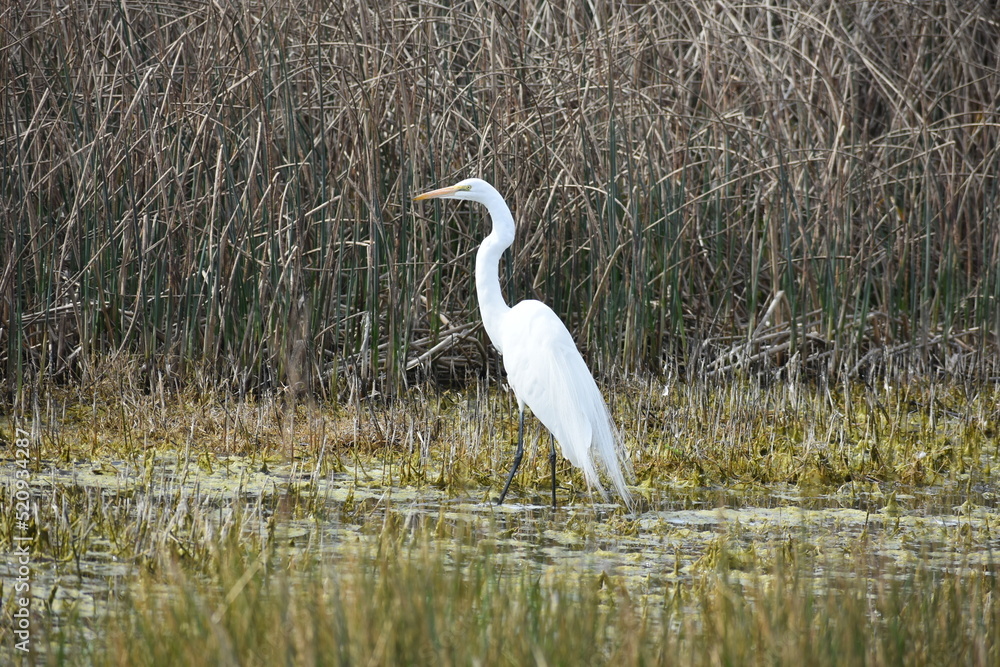 Fototapeta premium great white heron