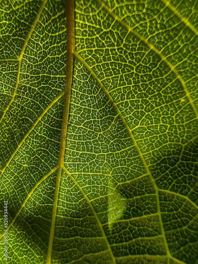 Obraz premium green leaf texture