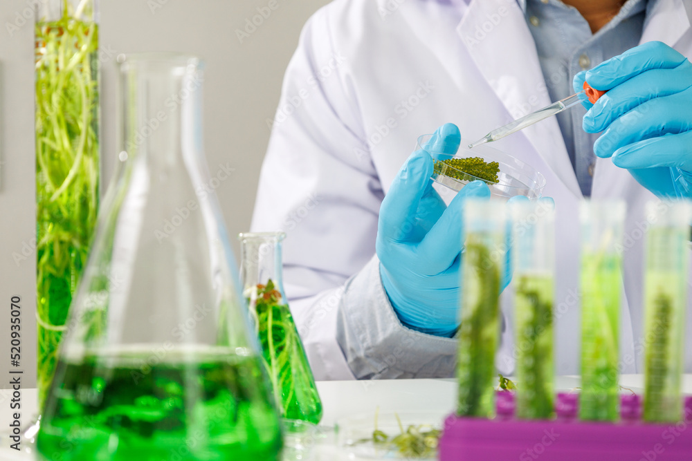 research scientist team working research and Biotech science Photobioreactor in laboratory of algae fuel, biofuel sustainable biochemical research scientist team working research and Biotech science Photobioreactor in laboratory of algae fuel, biofuel sustainable biochemical
