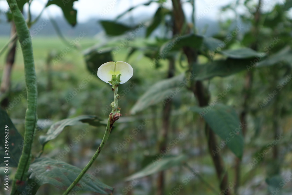 long bean cultivation long bean cultivation