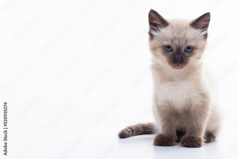 A small Siamese kitten with blue eyes sits calmly isolated on a white background and looks at the camera
