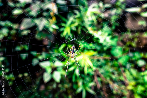 A Mabel Orchard Orb weaver Leucauge Argyra spider sitting at center of its cobb web circle in an India garden. photo