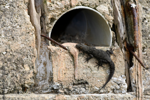 Kotschy's Gecko // Ägäischer Nacktfinger (Mediodactylus kotschyi) - Peloponnese, Greece photo