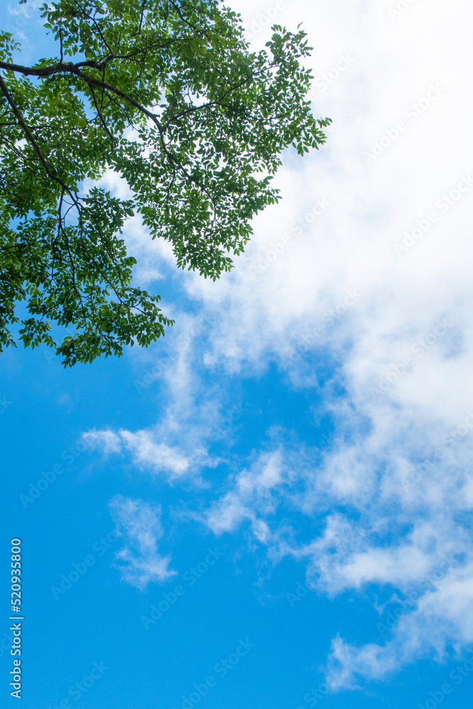 Obraz premium 青い空、白い雲、緑の木々 夏の3色