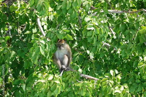 Monkeys in Tree