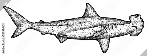 Vintage engrave isolated saw fish illustration killer whale ink sketch. Wild hammer shark background line dolphin vector art