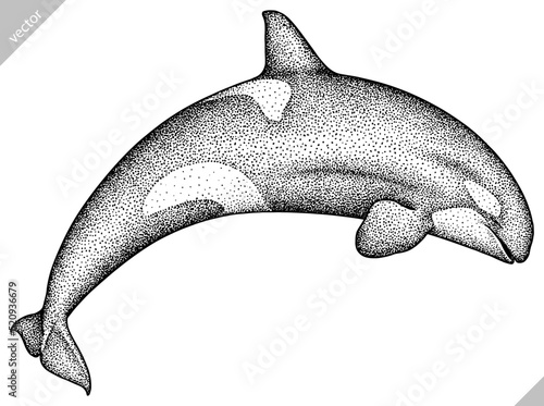Vintage engrave isolated saw fish illustration killer whale ink sketch. Wild hammer shark background line dolphin vector art