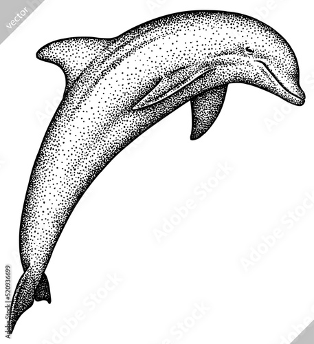 Vintage engrave isolated saw fish illustration killer whale ink sketch. Wild hammer shark background line dolphin vector art