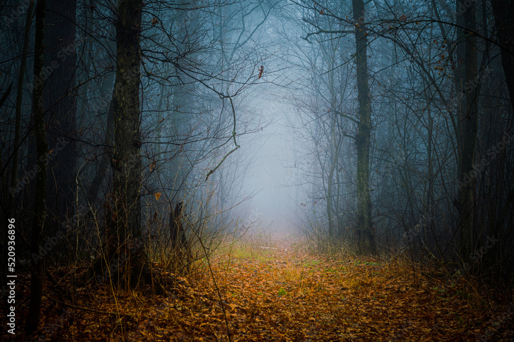 Mysterious pathway. Footpath in the dark, foggy, autumnal, misty forest with high trees. Arch through an autumn forest with yellow leaves. Mysterious pathway. Footpath in the dark, foggy, autumnal, misty forest with high trees. Arch through an autumn forest with yellow leaves.