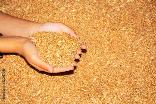 Grain in the hands of a farmer close-up. He holds the grain in the palms of his hands photo