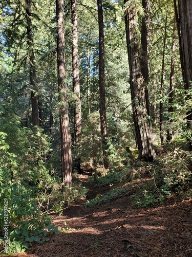 footpath in the woods